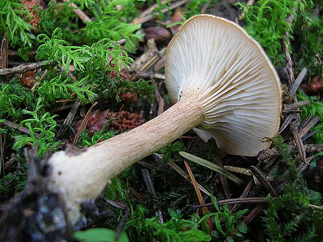 La Flora fungina negli aspetti microclimatici subtropicali